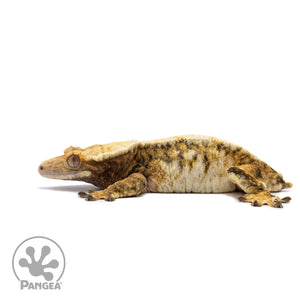 Female Tricolor Extreme Harlequin Crested Gecko Cr-2721 facing left