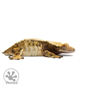 Female Tricolor Extreme Harlequin Crested Gecko Cr-2721 facing right