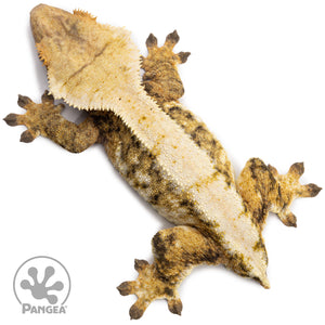 Female Tricolor Extreme Harlequin Crested Gecko Cr-2721 from above