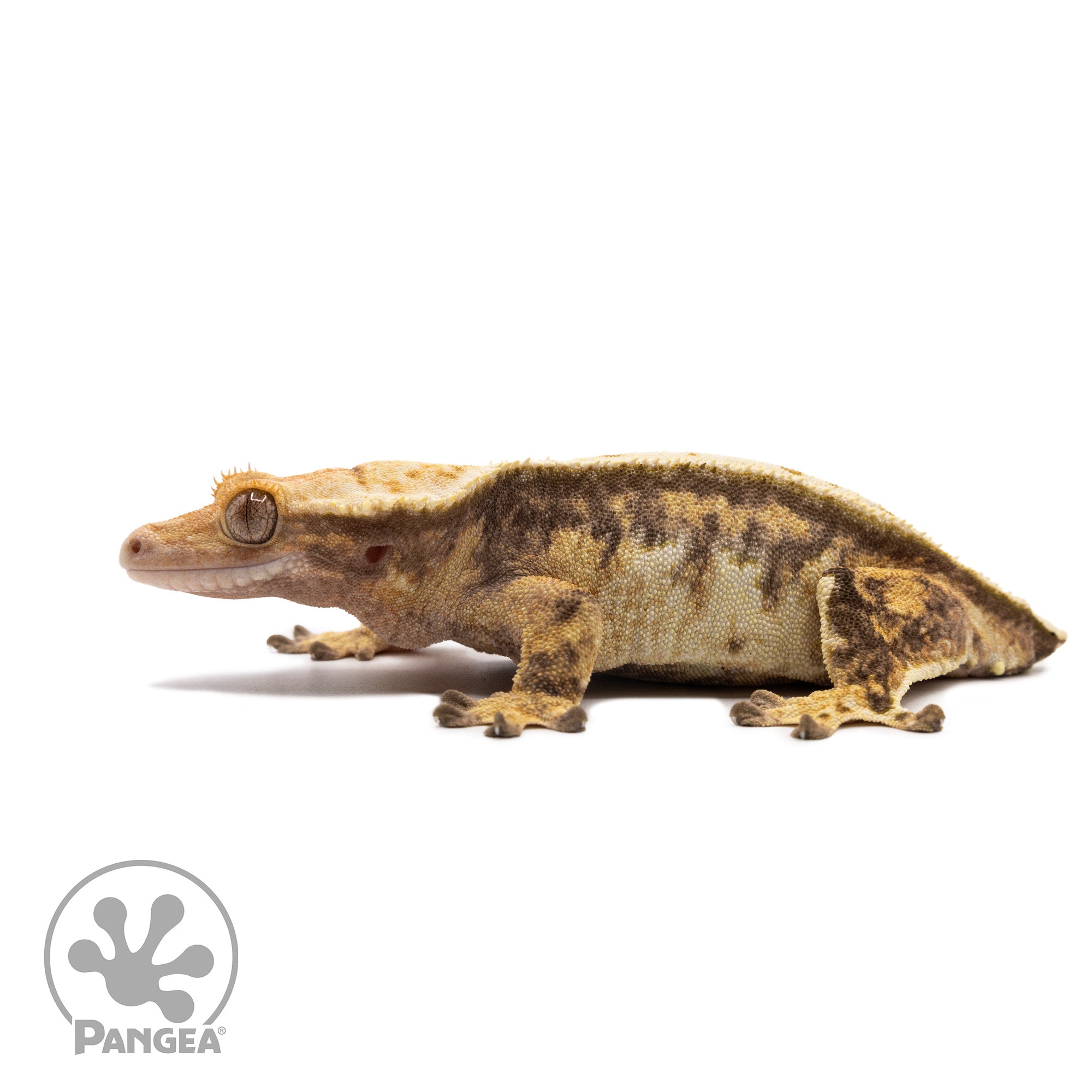 Female Tricolor Extreme Harlequin Crested Gecko Cr-2722 facing left