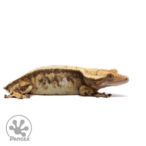 Female Tricolor Extreme Harlequin Crested Gecko Cr-2722 facing left