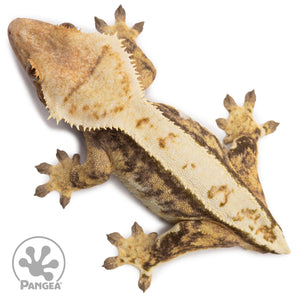 Female Tricolor Extreme Harlequin Crested Gecko Cr-2722 from above