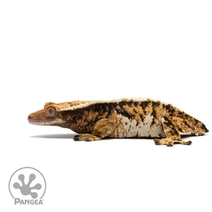  Female Tricolor Extreme Harlequin Crested Gecko Cr-2723 facing left