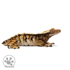 Female Tricolor Extreme Harlequin Crested Gecko Cr-2723 facing right