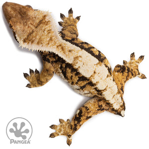 Female Tricolor Extreme Harlequin Crested Gecko Cr-2723 from above