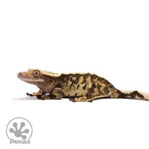 Female Tricolor Extreme Harlequin Crested Gecko Cr-2724 facing left