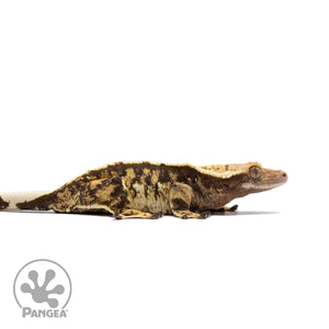 Female Tricolor Extreme Harlequin Crested Gecko Cr-2724 facing right