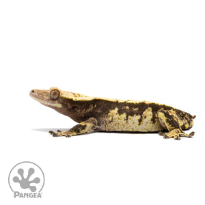 Male Extreme Harlequin Crested Gecko Cr-2726 facing left