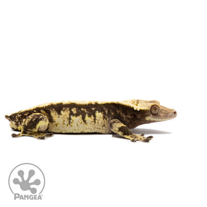 Male Extreme Harlequin Crested Gecko Cr-2726 facing right