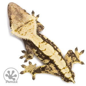 Male Extreme Harlequin Crested Gecko Cr-2726 from above