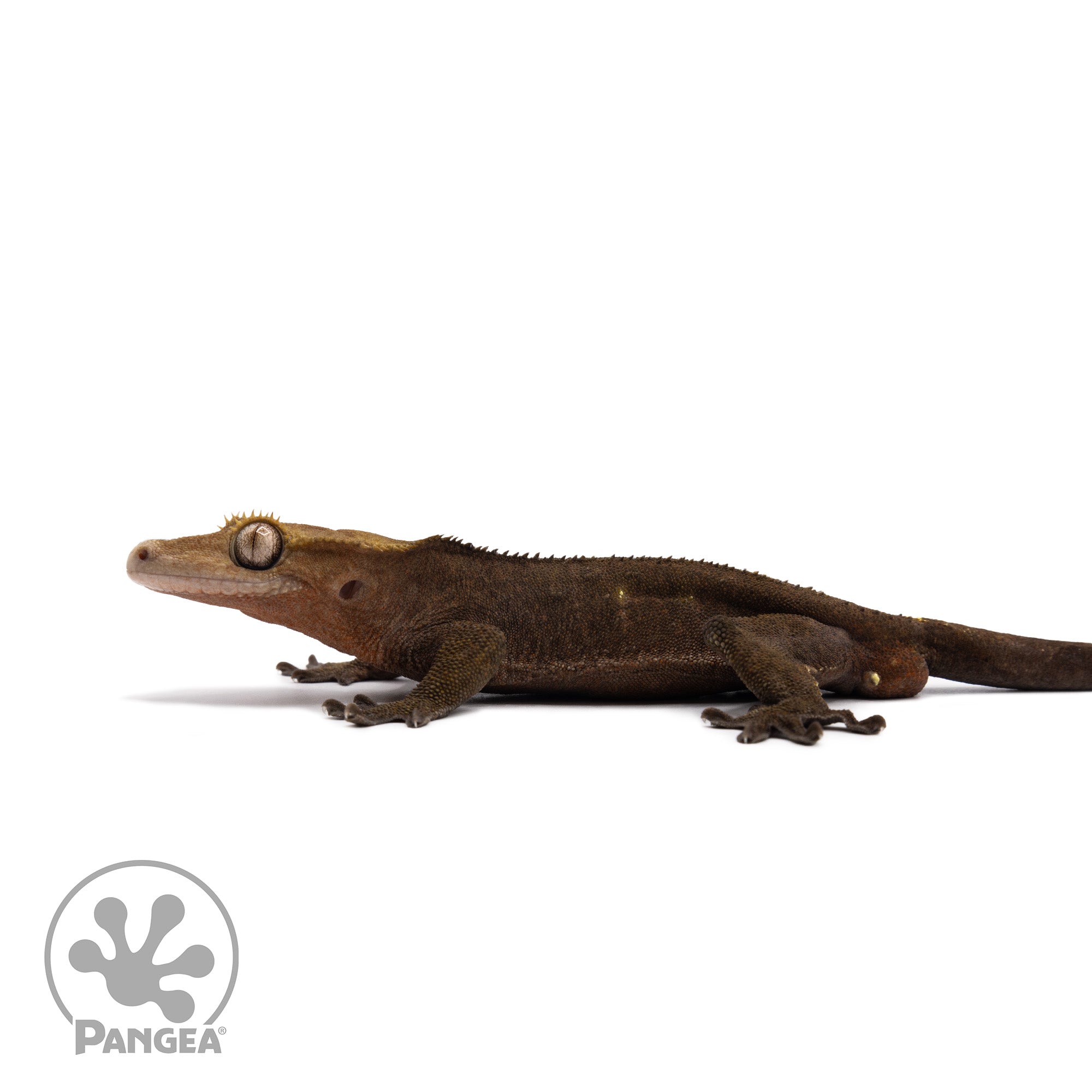 Male Dark Phantom Crested Gecko Cr-2727 facing left