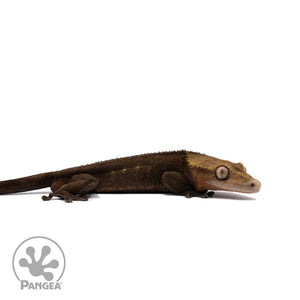 Male Dark Phantom Crested Gecko Cr-2727 facing right