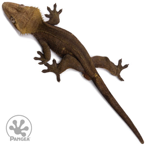 Male Dark Phantom Crested Gecko Cr-2727 from above