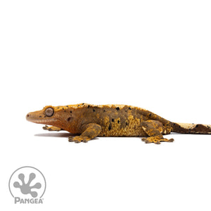 Female Ink Blot Extreme Crested Gecko Cr-2728 facing left