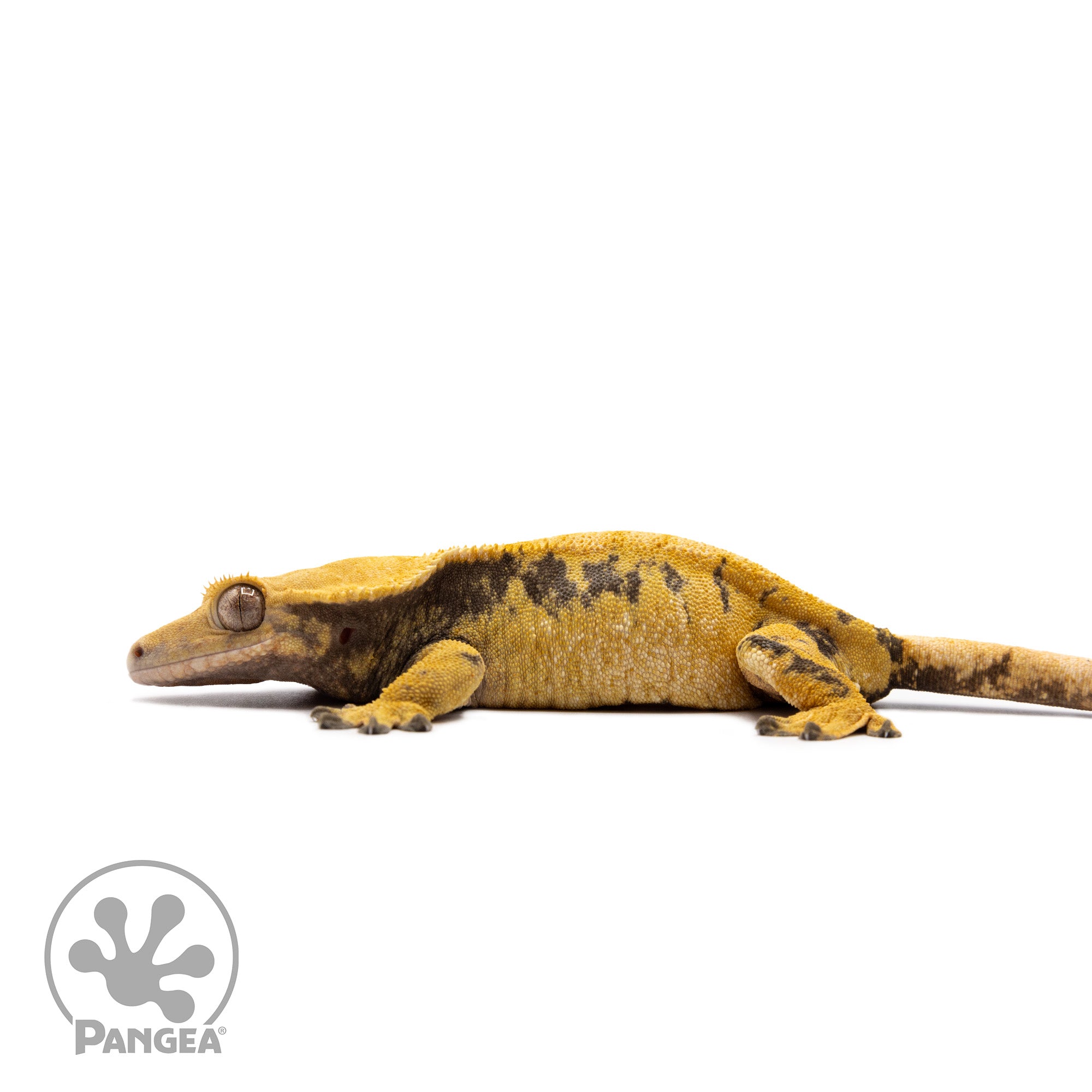 Female Extreme Harlequin Crested Gecko Cr-2730 facing left