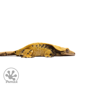 Female Extreme Harlequin Crested Gecko Cr-2730 facing right