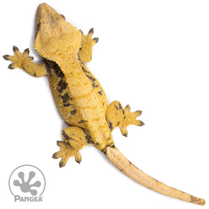 Female Extreme Harlequin Crested Gecko Cr-2730 from above