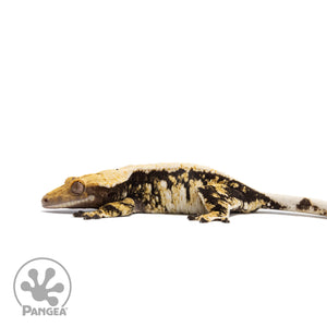 Female Tricolor Extreme Harlequin Crested Gecko Cr-2731 facing left