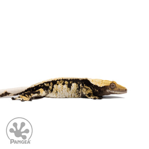 Female Tricolor Extreme Harlequin Crested Gecko Cr-2731 facing right