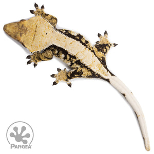 Female Tricolor Extreme Harlequin Crested Gecko Cr-2731 from above