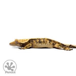 Female Tricolor Extreme Harlequin Crested Gecko Cr-2734 Facing left