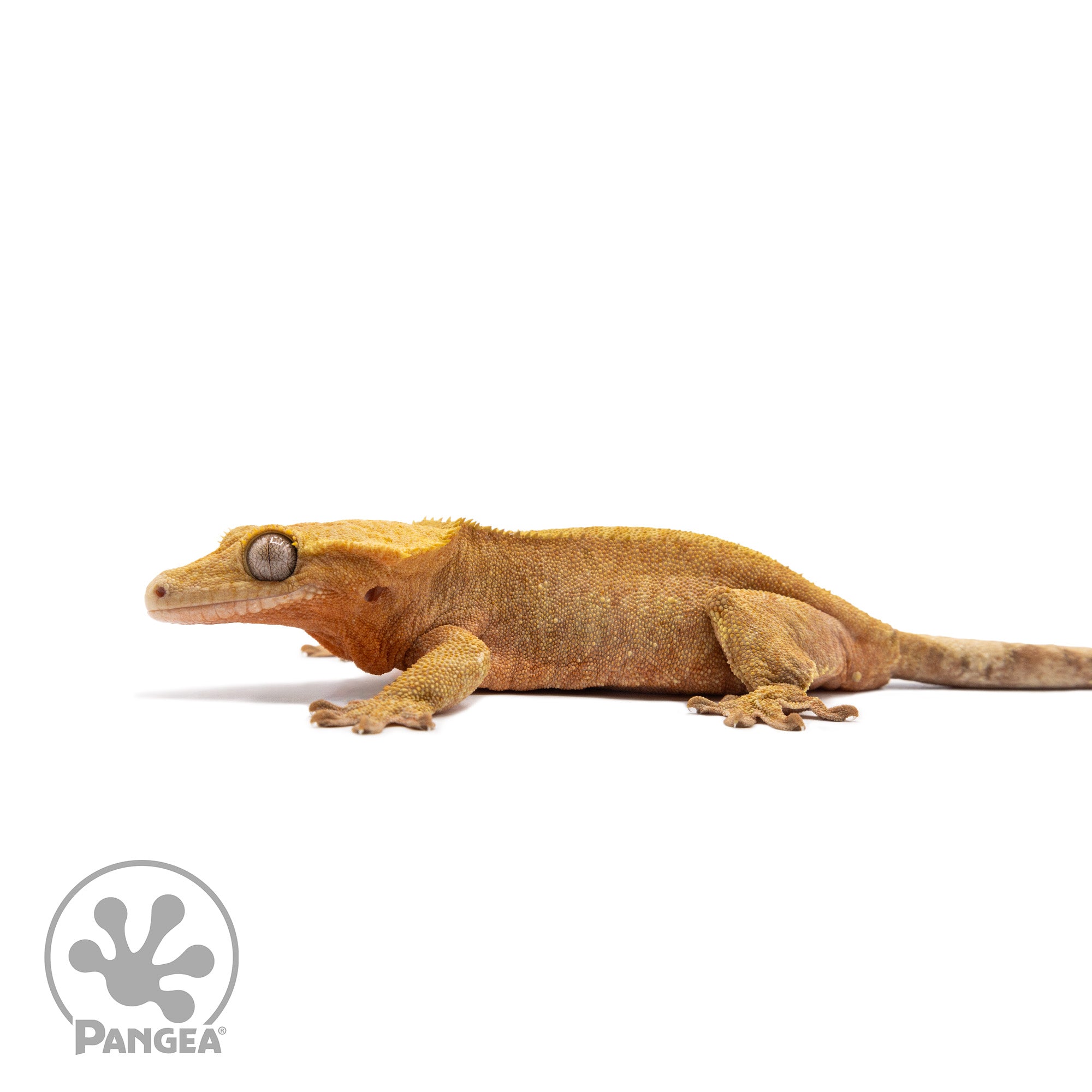 Female Orange Phantom Crested Gecko 