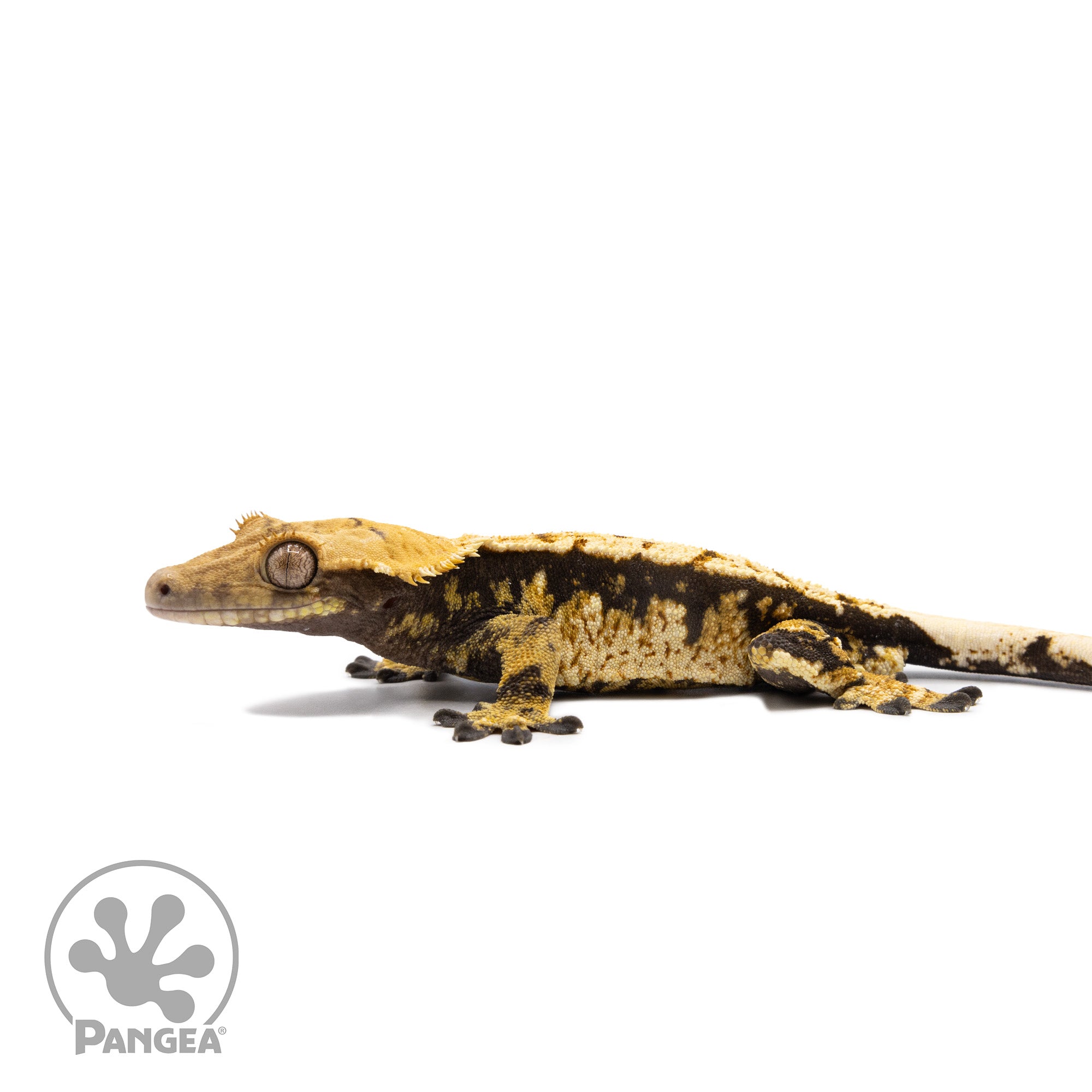 Male Tricolor Extreme Harlequin Crested Gecko Cr-2736 facing left