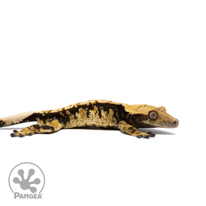 Male Tricolor Extreme Harlequin Crested Gecko Cr-2736 facing right