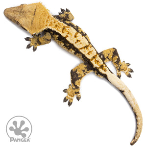 Male Tricolor Extreme Harlequin Crested Gecko Cr-2736 from above