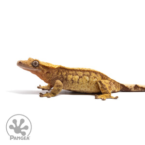 Female Red Extreme Harlequin Crested Gecko Cr-2737 facing left