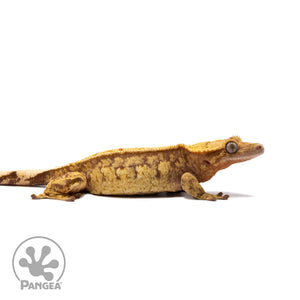 Female Red Extreme Harlequin Crested Gecko Cr-2737 facing right