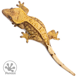 Female Red Extreme Harlequin Crested Gecko Cr-2737 from above