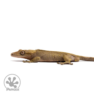 Male Dark Phantom Crested Gecko Cr-2738 facing left