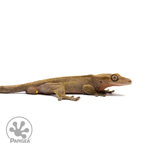 Male Dark Phantom Crested Gecko Cr-2738 facing right