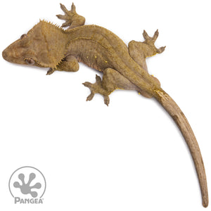 Male Dark Phantom Crested Gecko Cr-2738 from above