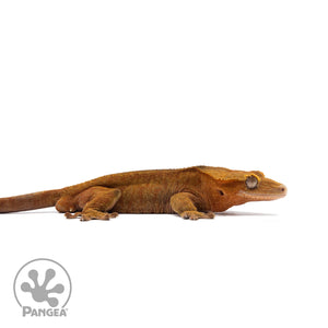 Male Red Tiger Crested Gecko Cr-2740 facing right