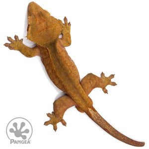 Male Red Tiger Crested Gecko Cr-2740 from above