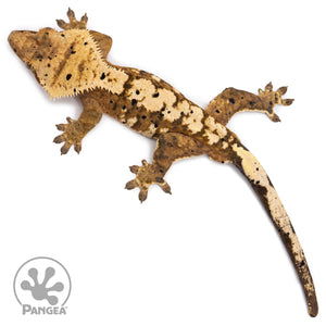 Male Super Dalmatian Harlequin Crested Gecko Cr-2741 from above