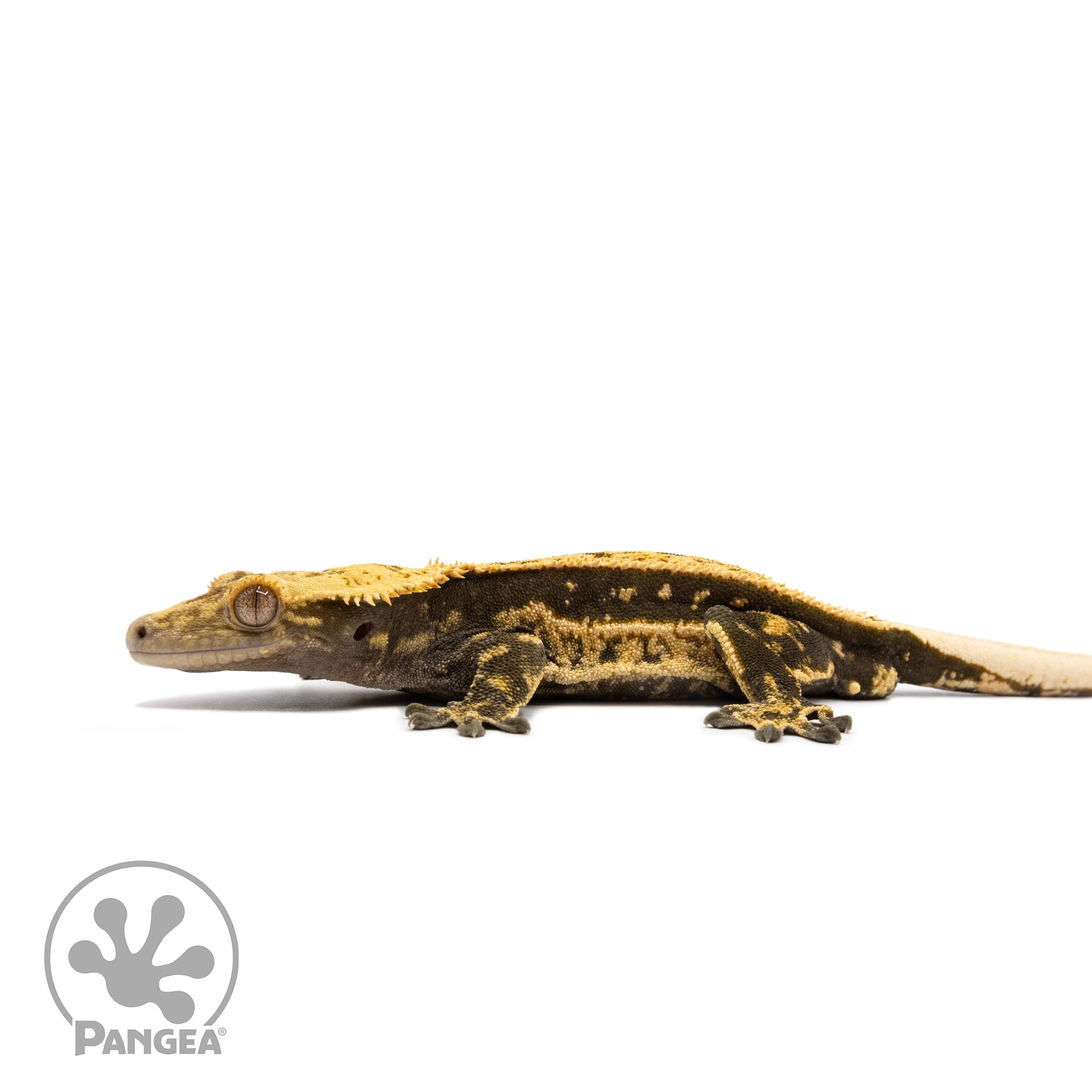 Male Quadstripe Crested Gecko Cr-2742 facing left