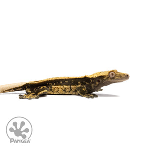 Male Quadstripe Crested Gecko Cr-2742 facing right