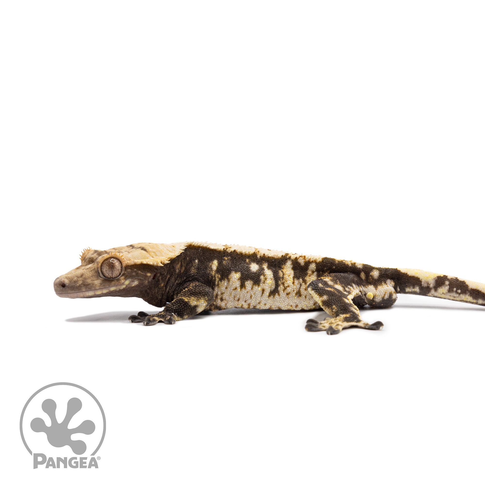 Male Extreme Harlequin Crested Gecko Cr-2744 facing left