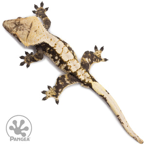 Male Extreme Harlequin Crested Gecko Cr-2744 from above