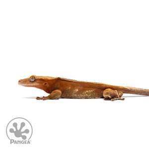 Female Red Phantom Crested Gecko Cr-2745 facing left