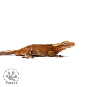 Female Red Phantom Crested Gecko Cr-2745 facing right