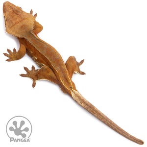 Female Red Phantom Crested Gecko Cr-2745 from above