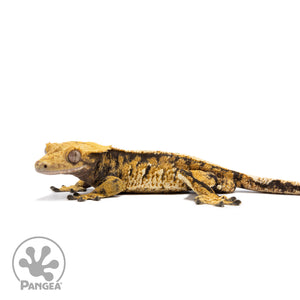 Female Tricolor Extreme Harlequin Crested Gecko Cr-2746 facing left