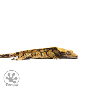 Female Tricolor Extreme Harlequin Crested Gecko Cr-2746 facing right