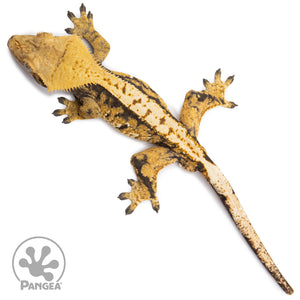 Female Tricolor Extreme Harlequin Crested Gecko Cr-2746 from above