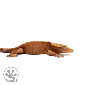 Male Red Phantom Crested Gecko Cr-2747 facing right