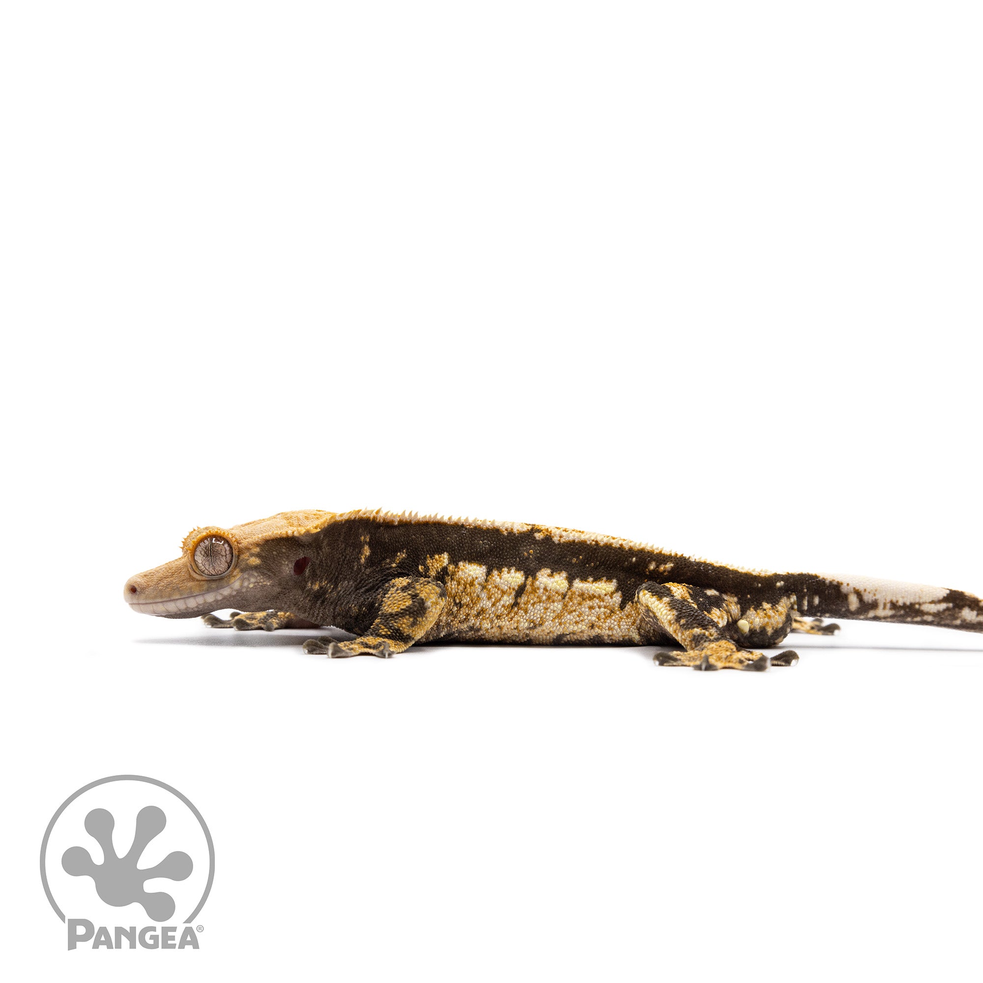 Male Tricolor Quadstripe Crested Gecko Cr-2748 facing left